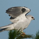 10SB1721 White-tailed Kite